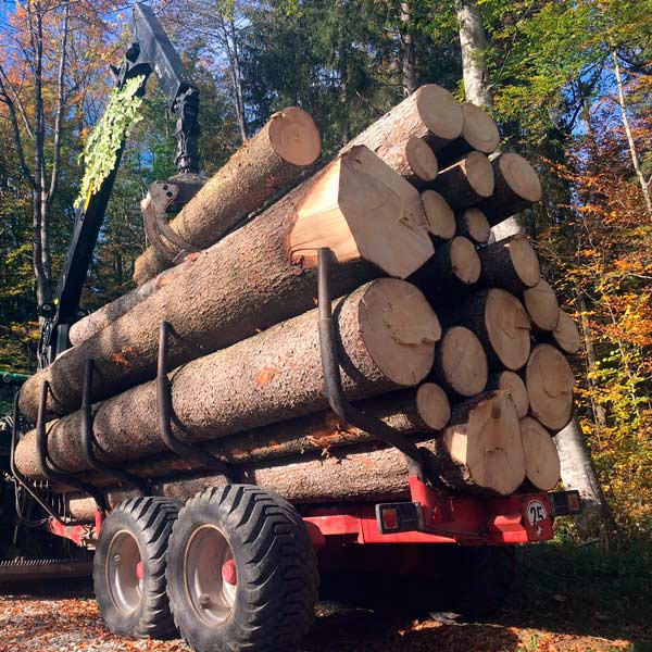 Holznutzung