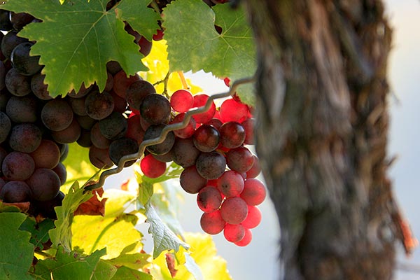 Weingut Herzog von Württemberg